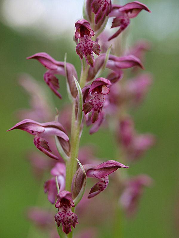 Anacamptis coriophora